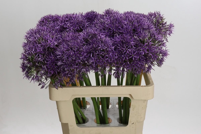 Allium Jackpot
