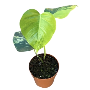 Monstera Deliciosa Aurea