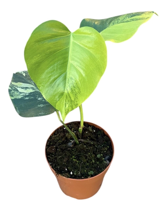 <h4>Monstera Deliciosa Aurea</h4>