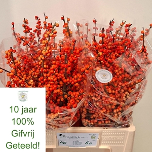 ILEX VE OUDIJ ORANGE