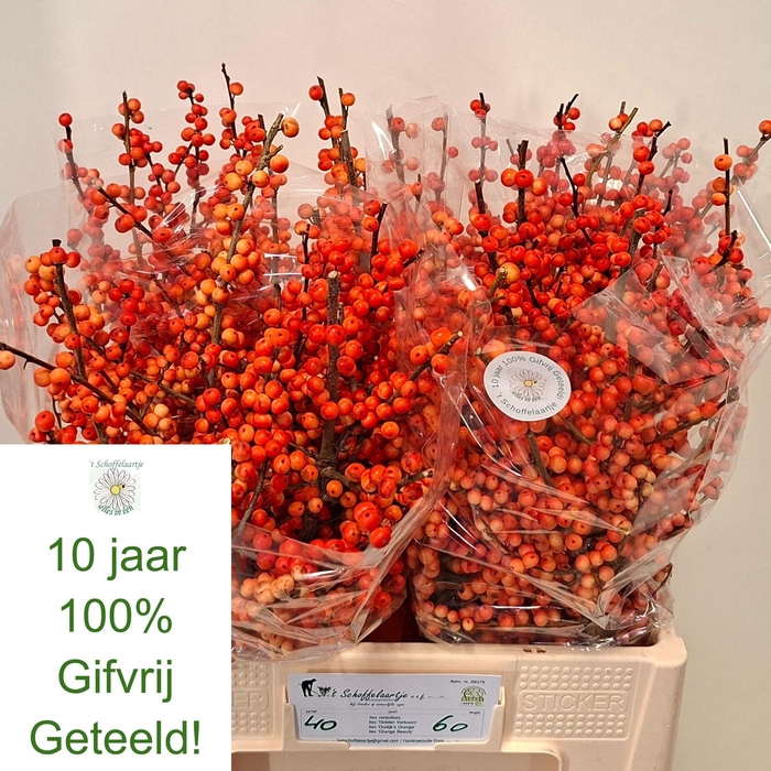 <h4>ILEX VE OUDIJ ORANGE</h4>