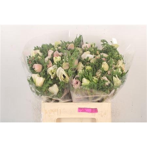 Anemone Mistral White