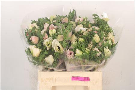 <h4>Anemone Mistral White</h4>