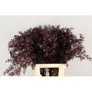 DF Ruscus 70cm Bs Bordeaux