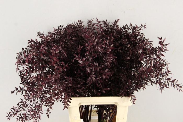 <h4>DF Ruscus 70cm Bs Bordeaux</h4>