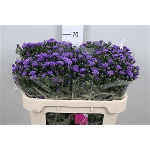 Aster N-B 'Astee Dk Milka'