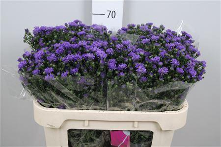 <h4>Aster N-B 'Astee Dk Milka'</h4>