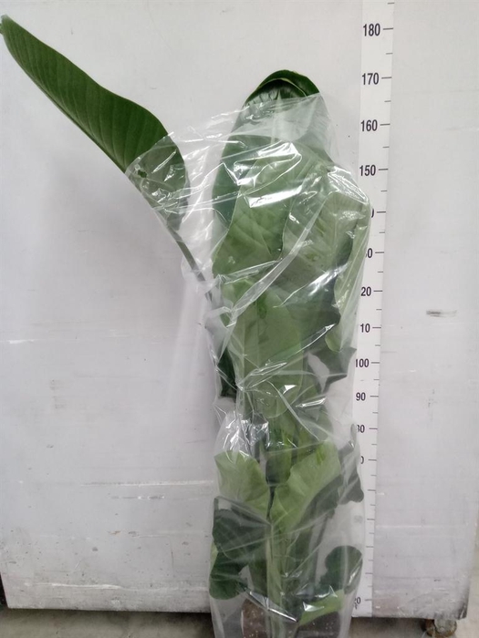 <h4>Strelitzia nicolai</h4>