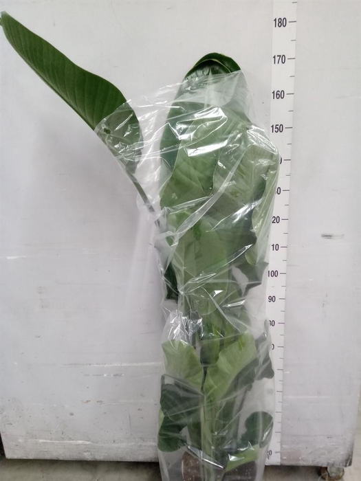 <h4>Strelitzia nicolai</h4>