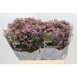 Limonium sinense Blush Diamond