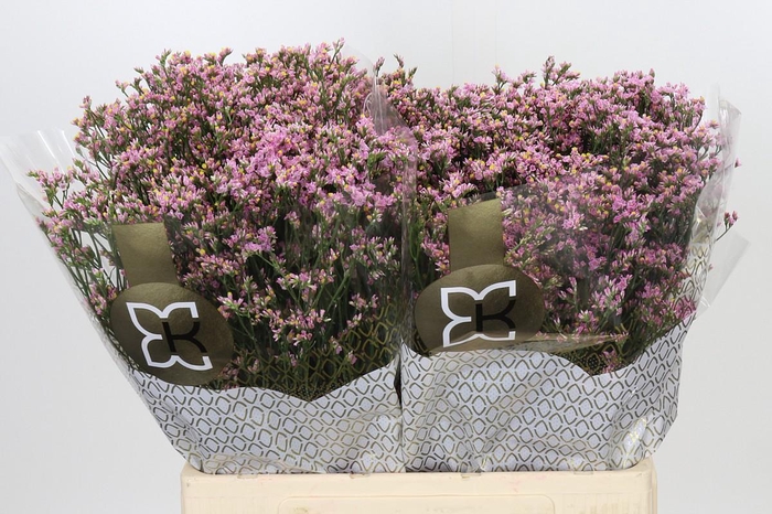 Limonium sinense Blush Diamond