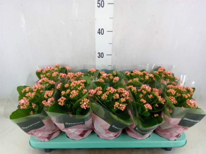 <h4>Kalanchoe blos. 'Serenity Softpink'</h4>