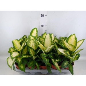 Dieffenbachia  'Camilla'