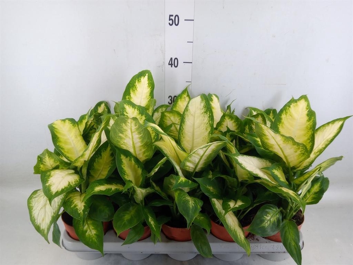 <h4>Dieffenbachia  'Camilla'</h4>