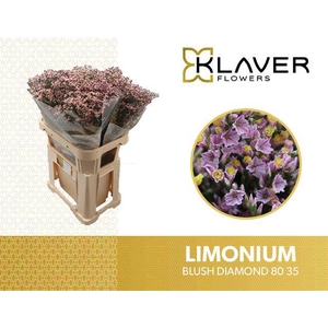 Limonium Blush Diamond Klaver