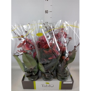 Phalaenopsis   ...orange