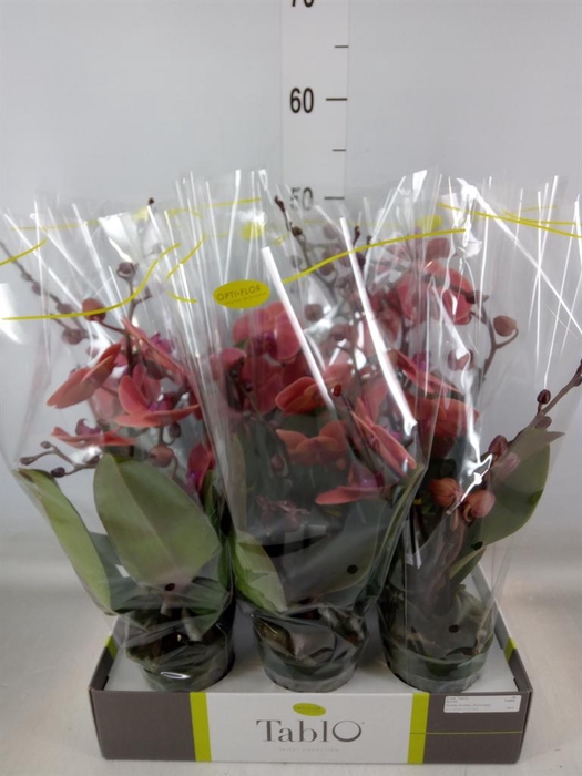 <h4>Phalaenopsis   ...orange</h4>