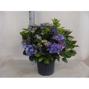 Hydrangea mac.   ...