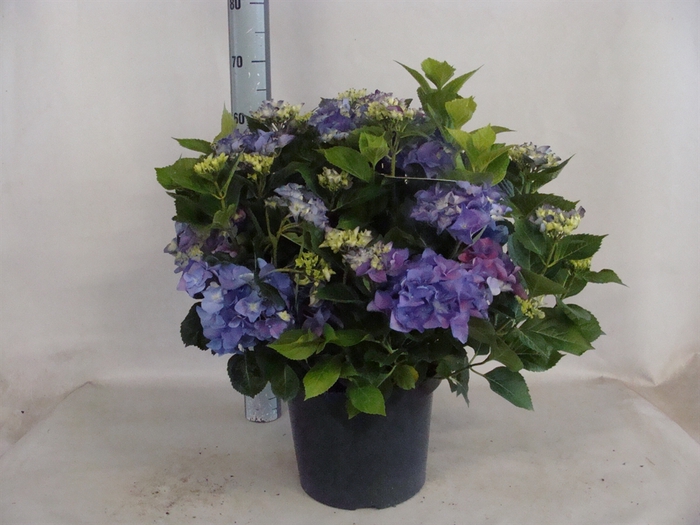 <h4>Hydrangea mac.   ...</h4>