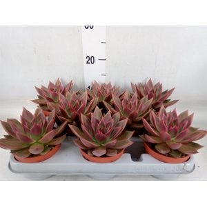Echeveria   ...