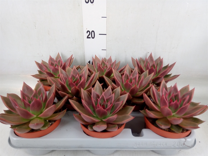 <h4>Echeveria   ...</h4>