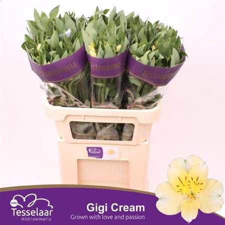 <h4>Alstr Gigi Cream</h4>