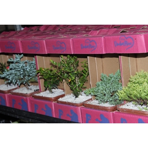 BONSAI JUNIOR VASO PLASTICO 1.1L