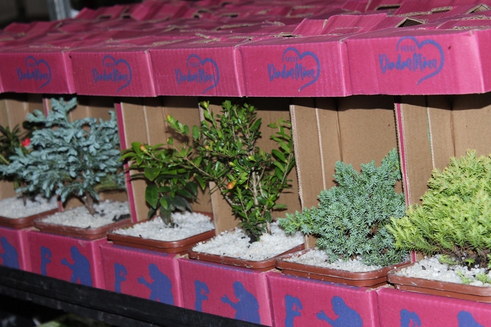 <h4>BONSAI JUNIOR VASO PLASTICO 1.1L</h4>