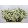 Chamelaucium Ivory Pearl