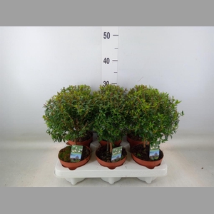 Myrtus communis