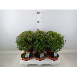 Myrtus communis