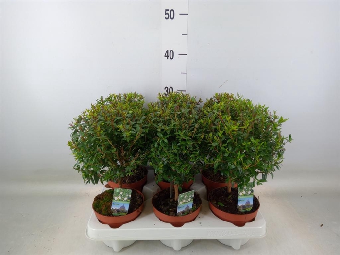 <h4>Myrtus communis</h4>