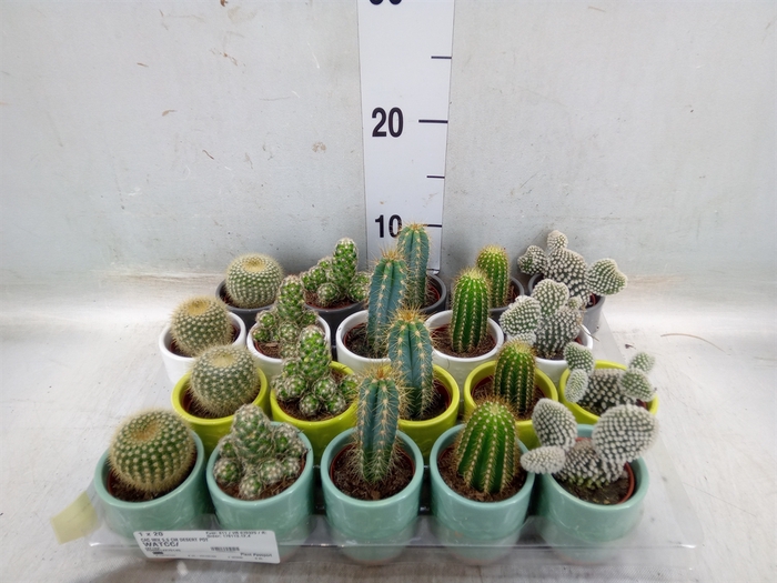 <h4>Cactus   ...</h4>