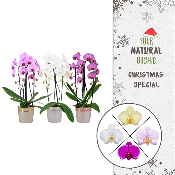 <h4>Phalaenopsis gemengd</h4>