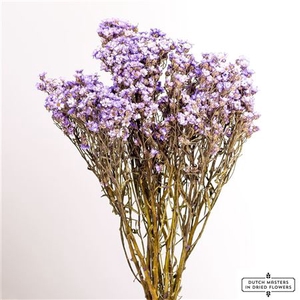 Dried Ixodia Milka 40cm Bunch Slv