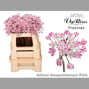 ALLIUM NEAPOLITANUM PINK L55cm