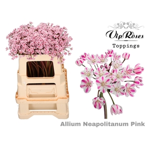 Allium Vip Neapolitanum Pink