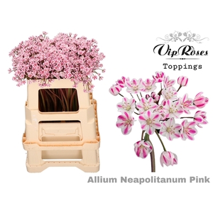 Allium Neapolitanum Pink L55cm