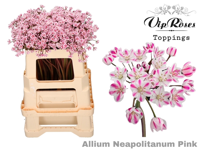 <h4>Allium Neapolitanum Pink L55cm</h4>
