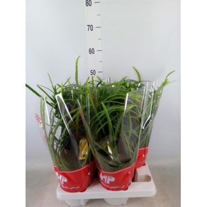 Lepismium bolivianum