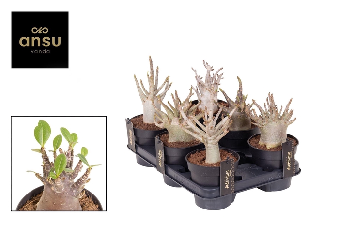 Adenium NB 'Ansu Baobab'