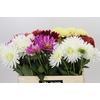 Dahlia Gemengd in fust