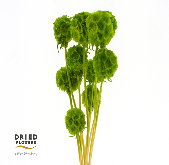 <h4>Dried Bleached Scabiosa Green</h4>