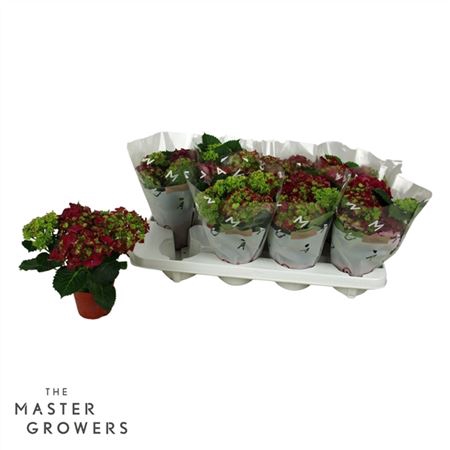 <h4>Hydrangea Macr. 10cm Rood 3+bloem</h4>