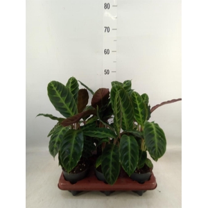 Calathea warscewiczii