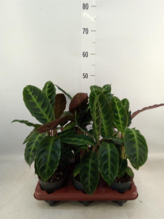 <h4>Calathea warscewiczii</h4>