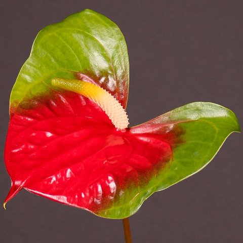 Anthurium Narita