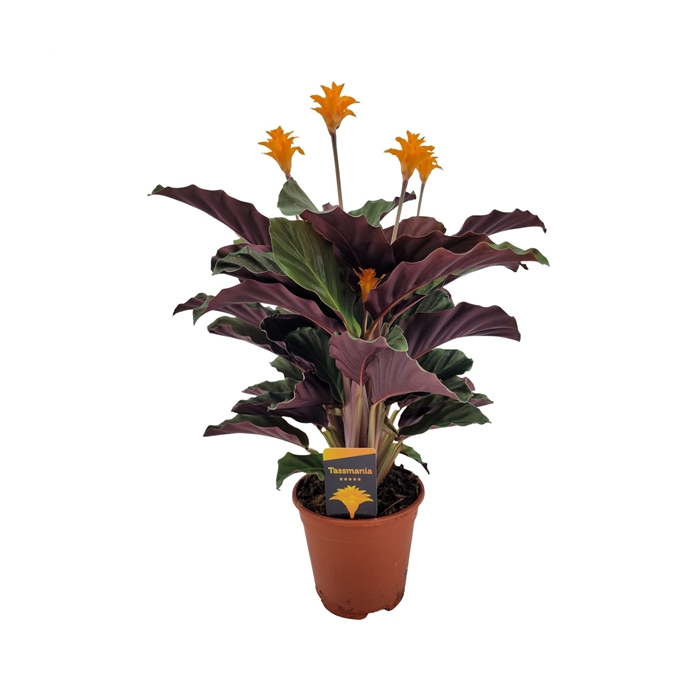 <h4>Calathea crocata 'Tassmania' 5/6 bl</h4>