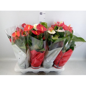 Anthurium   ...mix 4