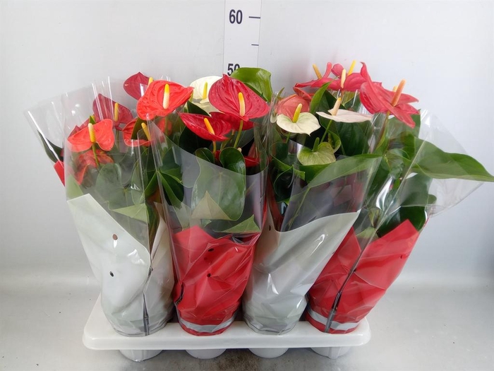 <h4>Anthurium ...mix 4</h4>